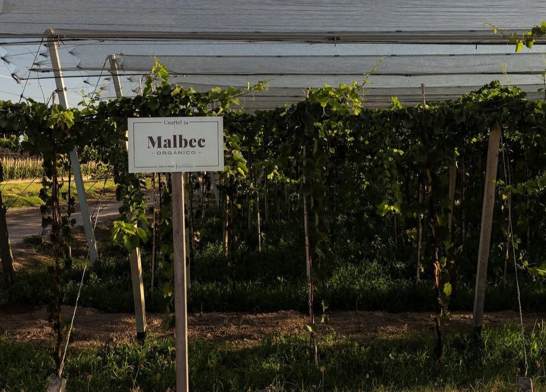 Experiencia Vino, Pan y Oliva - Malbec - Lauke Tours