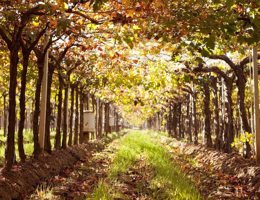 Experiencia Vino, Pan y Oliva - Vid - Lauke Tours