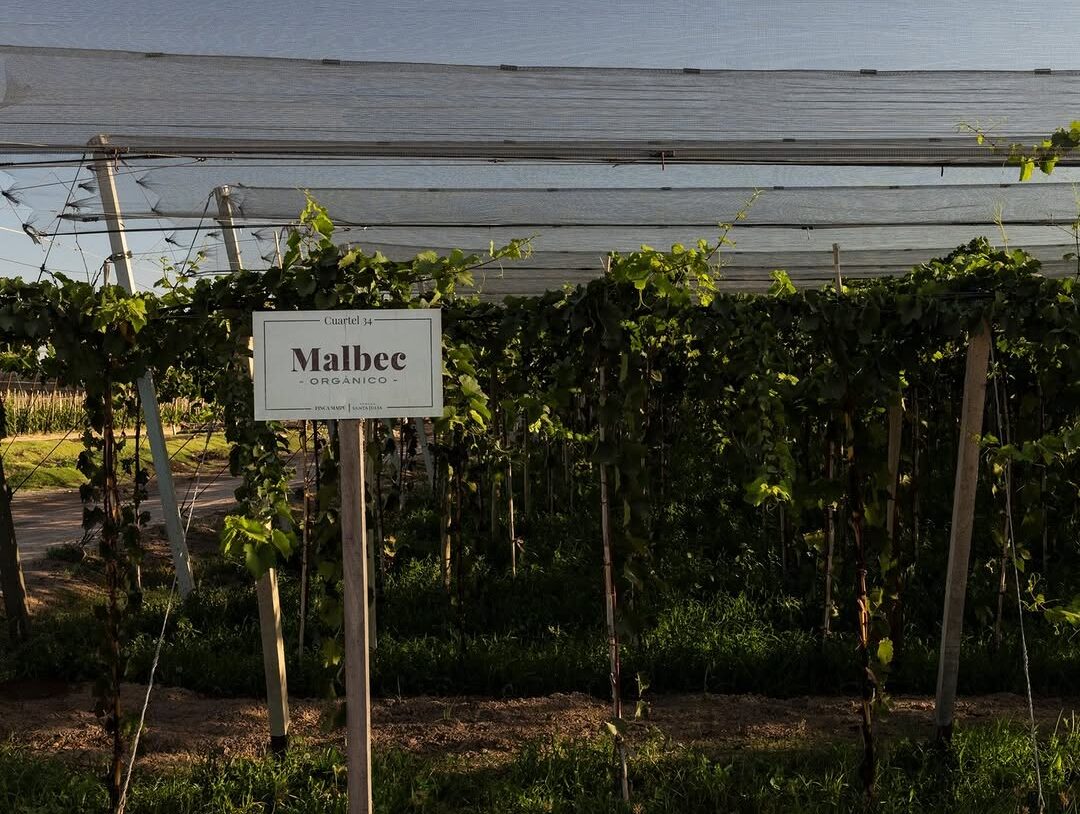 Full Day Maipú con almuerzo en bodega Santa Julia | Lauke Tours