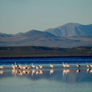 Laguna de Llancanelo _ Fauna _ Lauke Tours