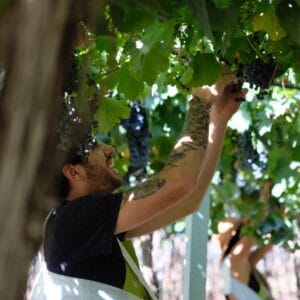 Cosecha en Bodega Santa Julia